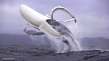banana whale
