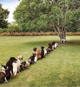 Dogs Waiting Line Tree