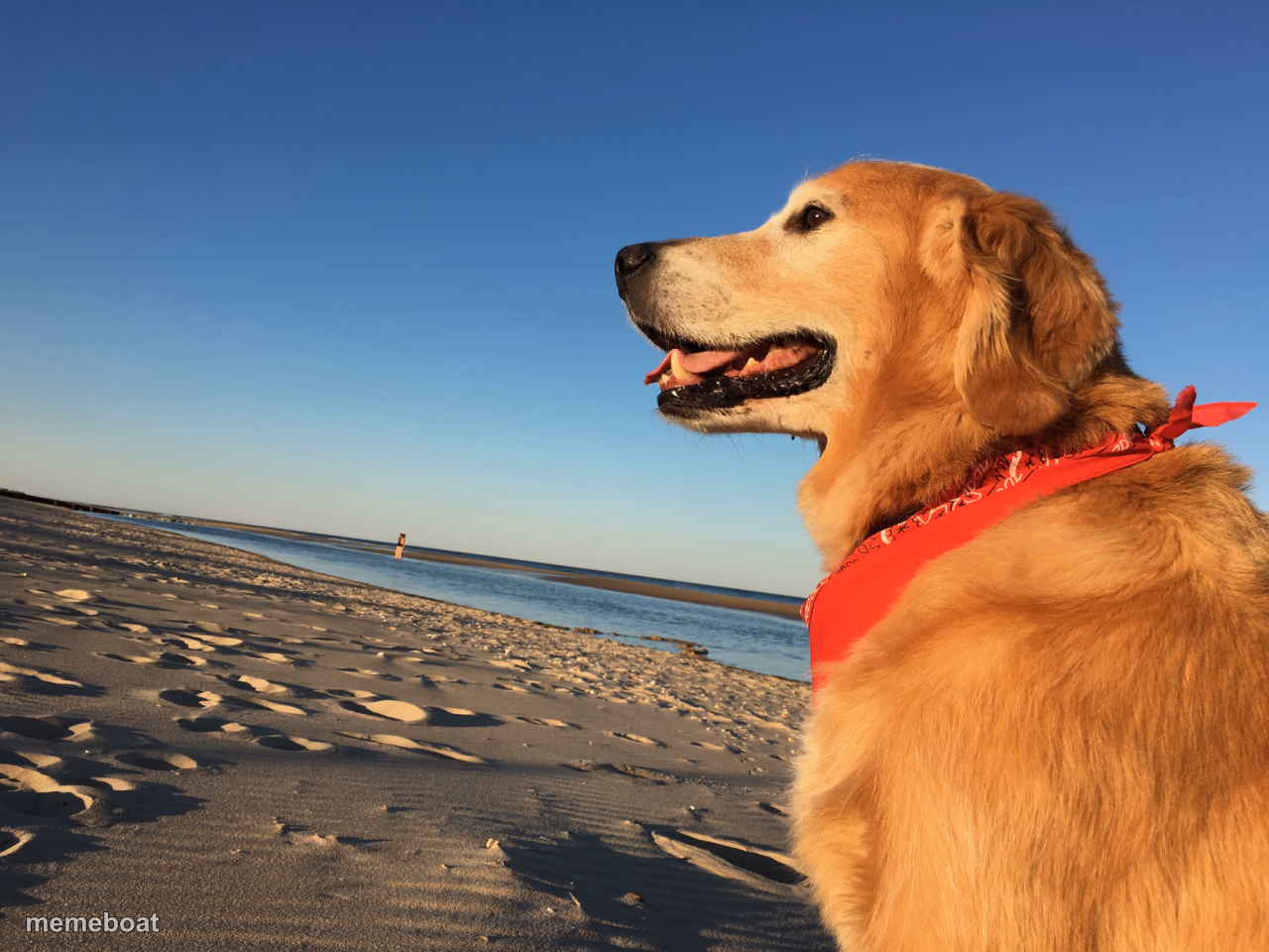 Beach Dog - meme generator image preview