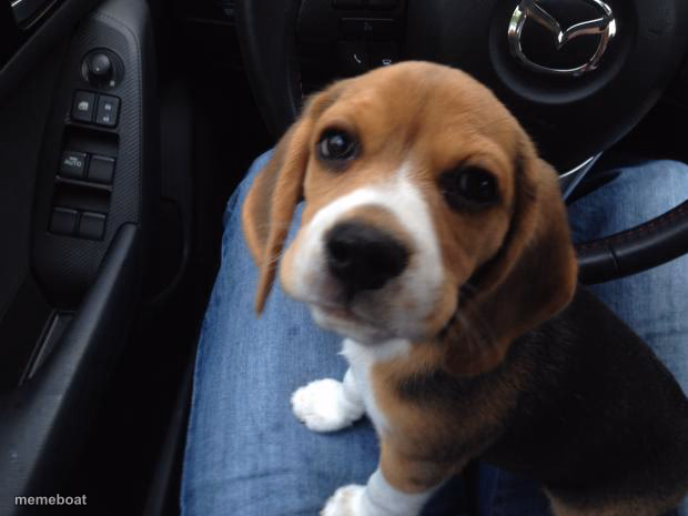 Beagle puppy - meme generator image preview