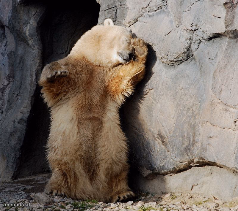 bear can't bear it - meme generator image preview