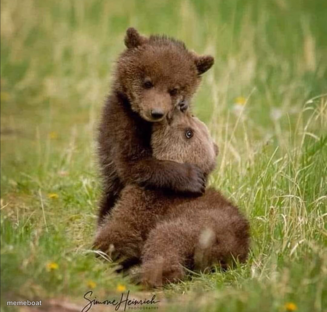 Bear hug - meme generator image preview