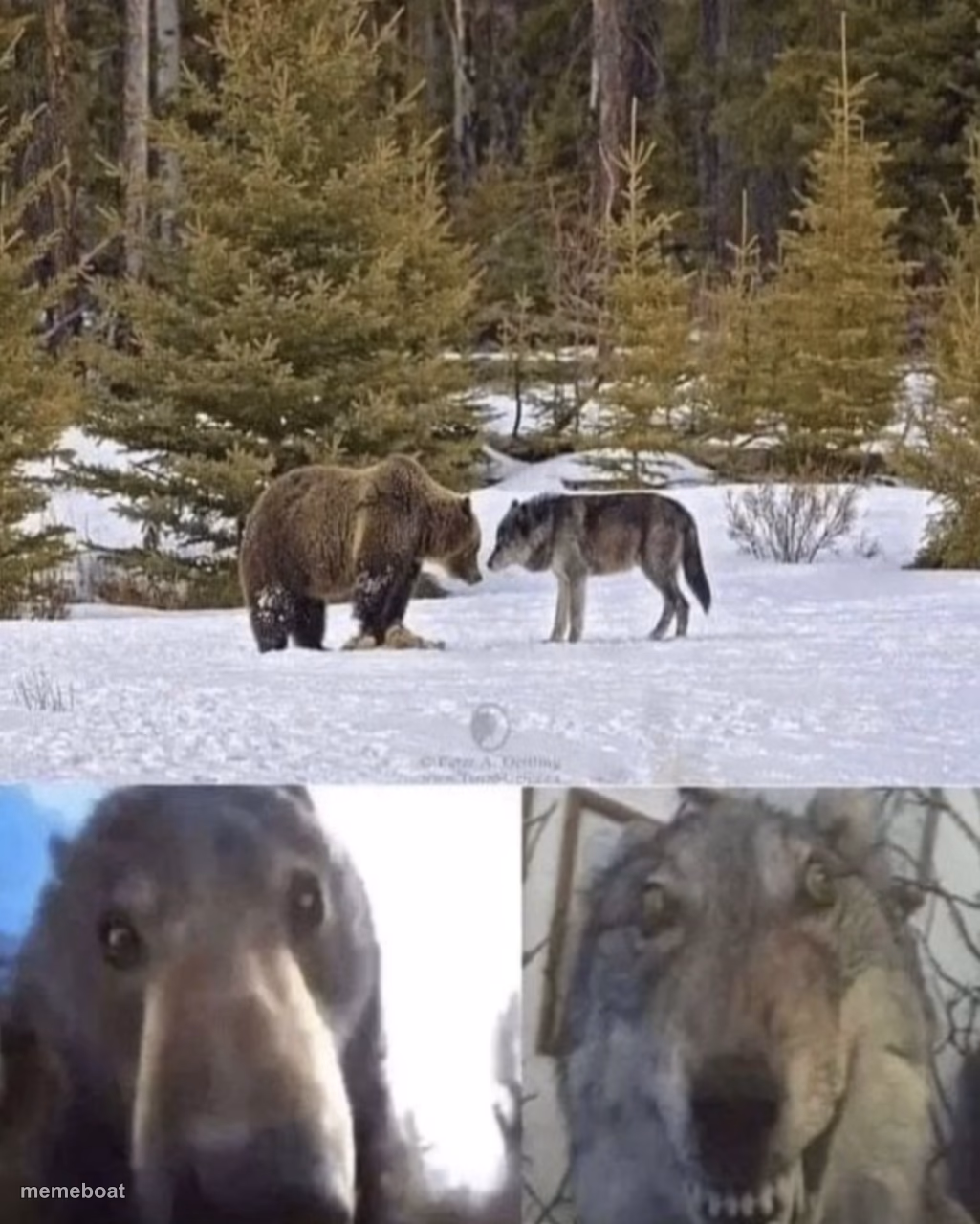 bear vs wolf - meme generator image preview
