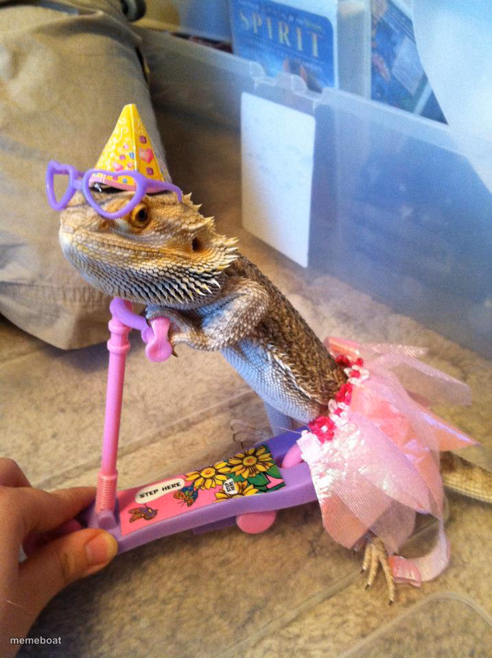 Bearded dragon birthday - meme generator image preview