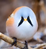 Bearded reedling