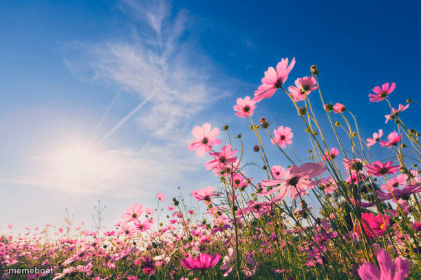 Beautiful flowers - meme generator image preview