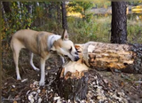 Beaver Dog