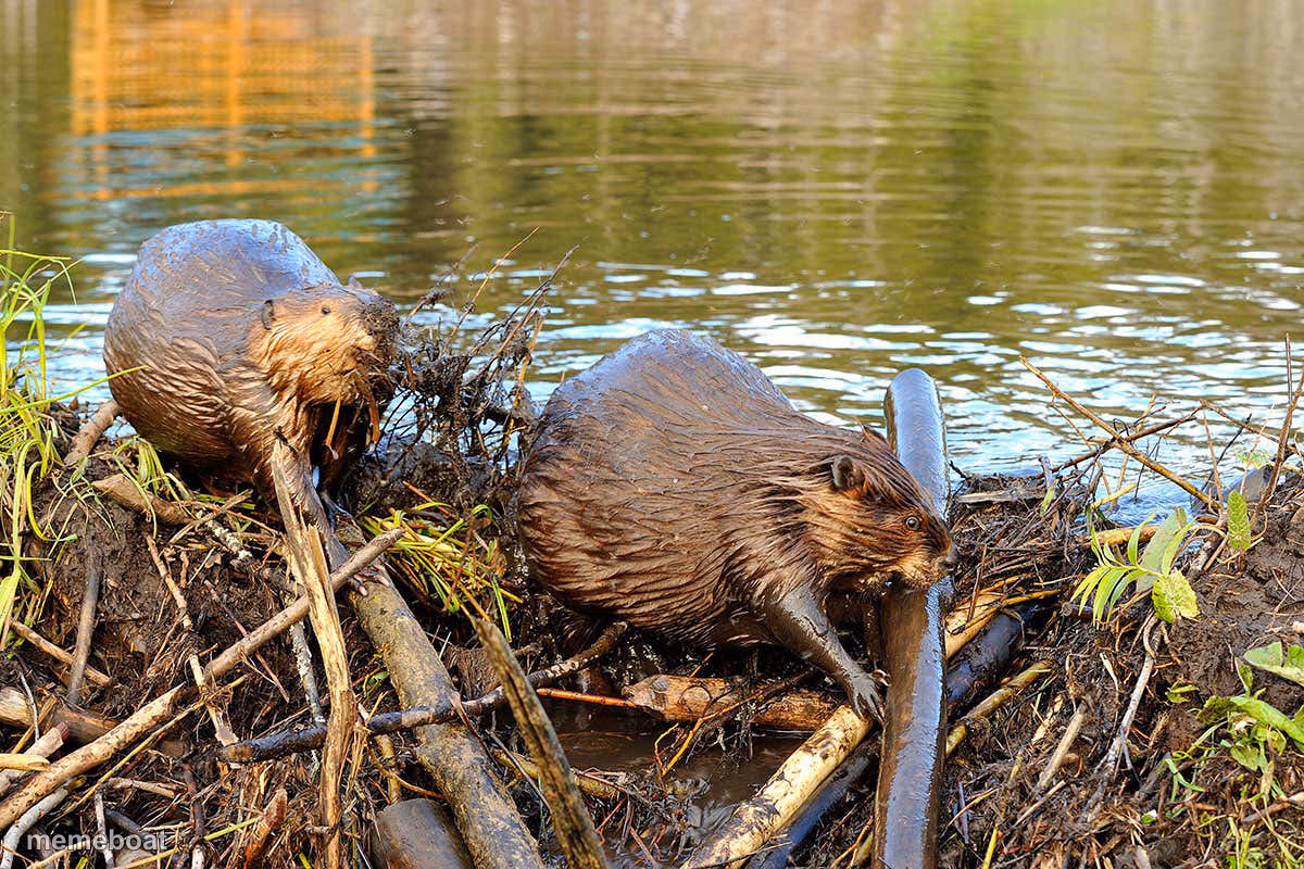 Beavers - meme generator image preview