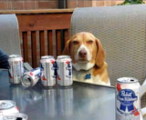 beer dog