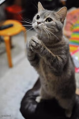 Begging Cat (adorable)