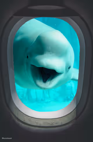 beluga plane window