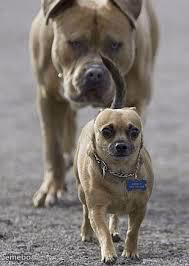 big dog little dog - meme generator image preview