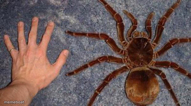 BIG spiders - meme generator image preview