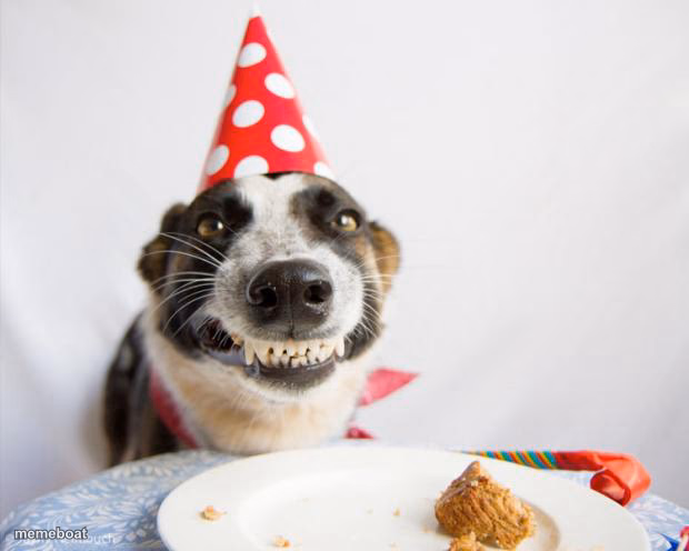 birthday dog - meme generator image preview