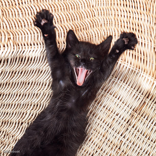 Black Cat - meme generator image preview