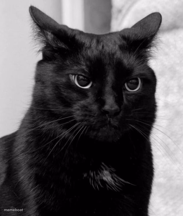 Black cat pissed - meme generator image preview