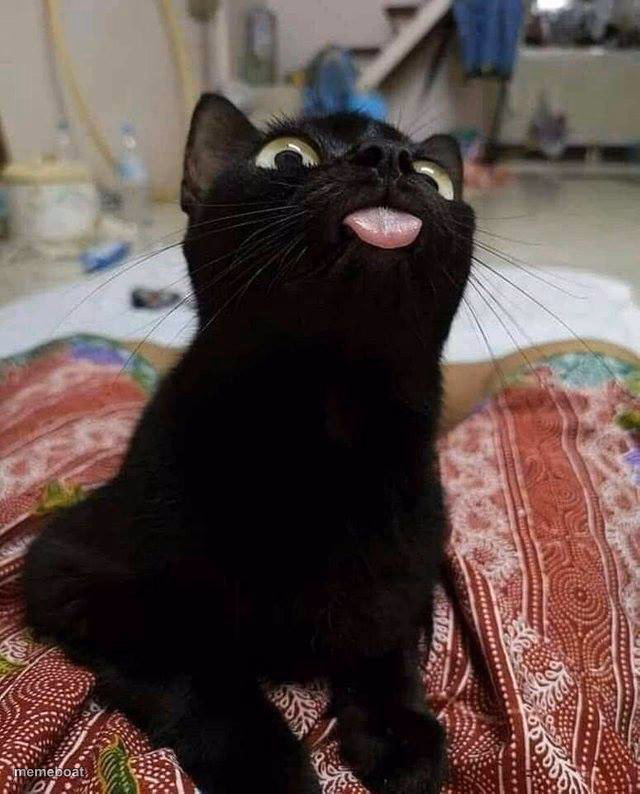 BLACK CAT TONGUE - meme generator image preview