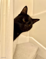 Suspicious Black Cat Peeking