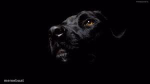 black dog of depression - meme generator image preview