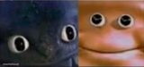 Blank stare dragon