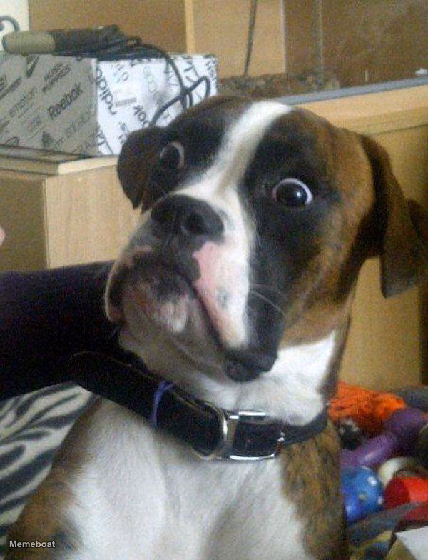 Blankie the Shocked Dog - meme generator image preview