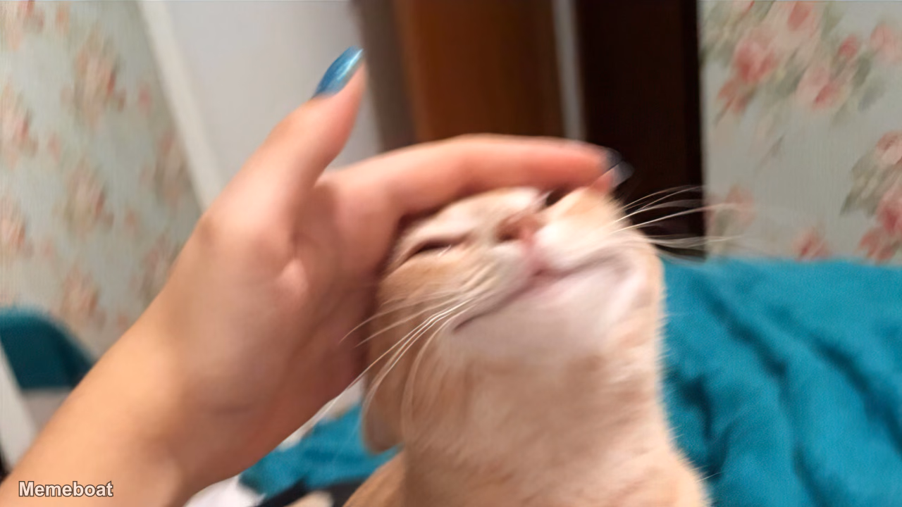 Blissful Cat Petting - meme generator image preview