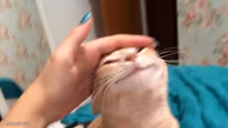 Blissful Cat Petting