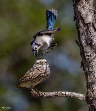 Blue Jay Bothering Owl