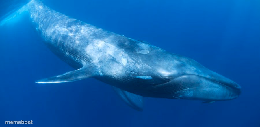 Blue Whale - meme generator image preview