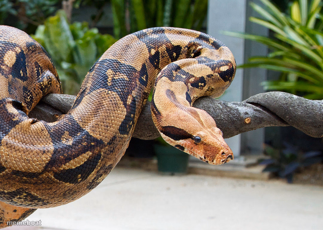 Boa Constrictor - meme generator image preview