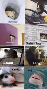 Animals Saying Hello Multi-Language