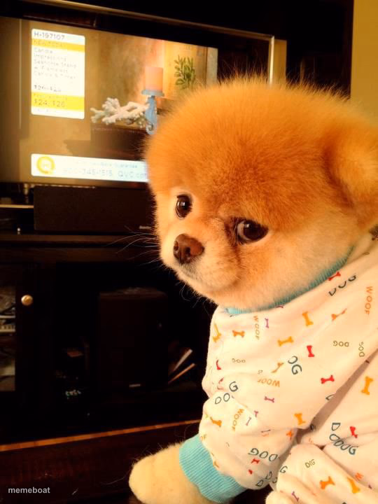 Boo the dog - meme generator image preview