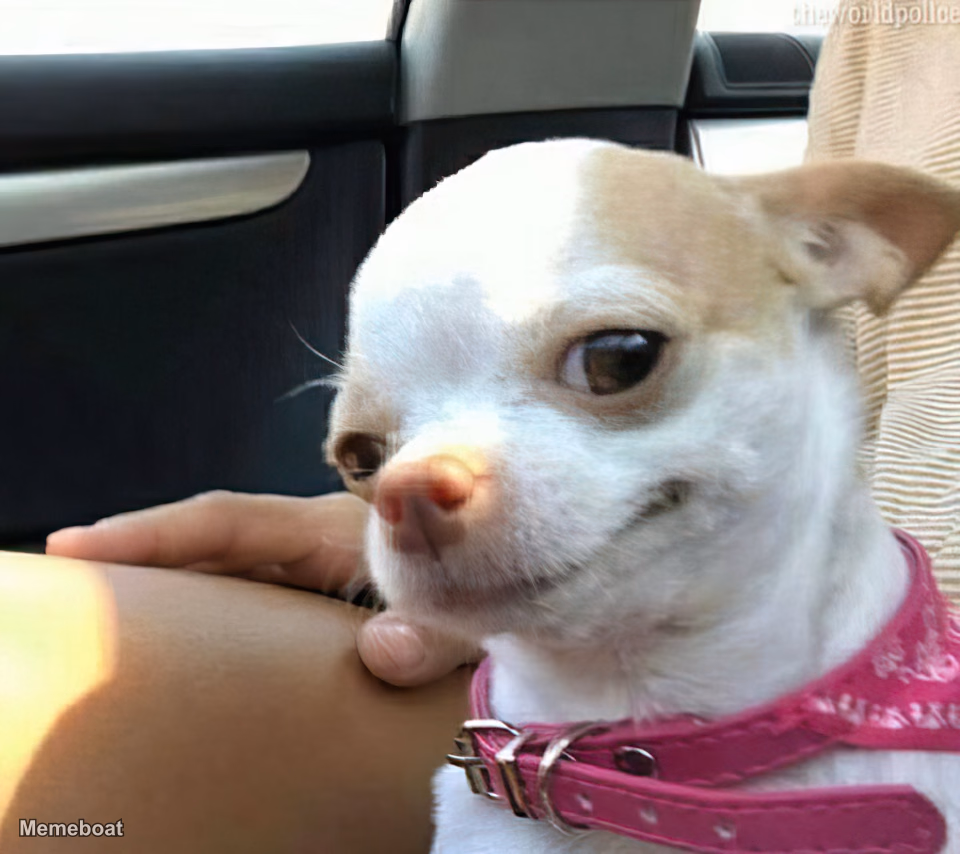 Bored Chihuahua - meme generator image preview