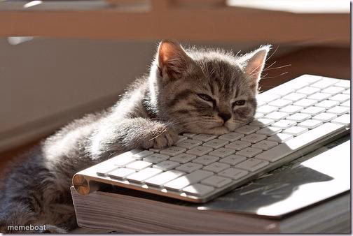 Bored Keyboard Cat - meme generator image preview
