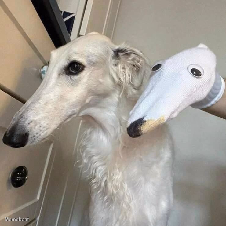 Borzoi Sock Puppet Cosplay - meme generator image preview