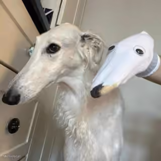 Borzoi Sock Puppet Cosplay