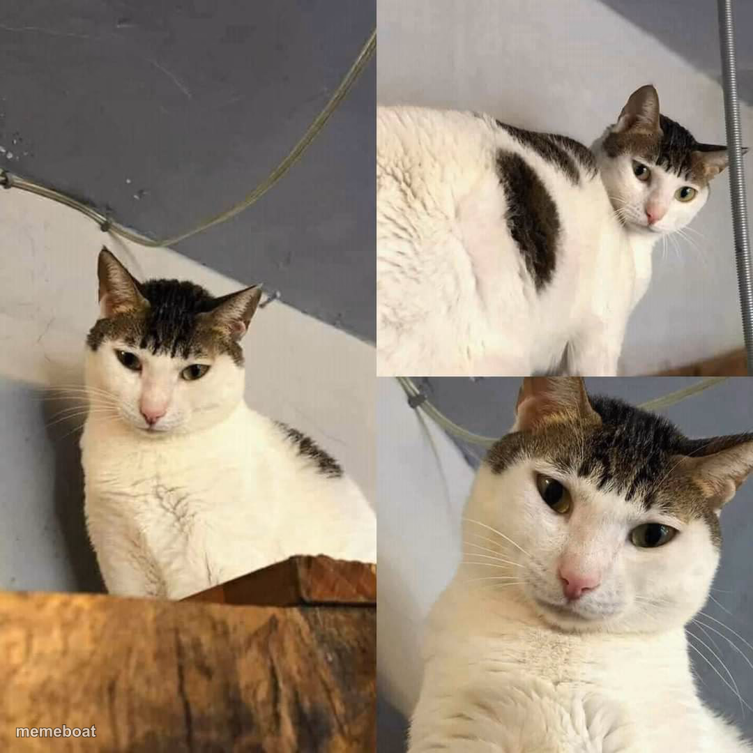 Bowl cut cat - meme generator image preview