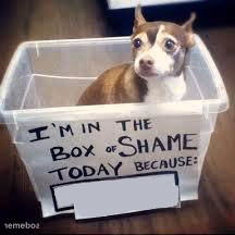 box of shame dog - meme generator image preview