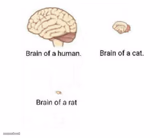 brain size comparison