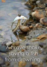 Brave Snake