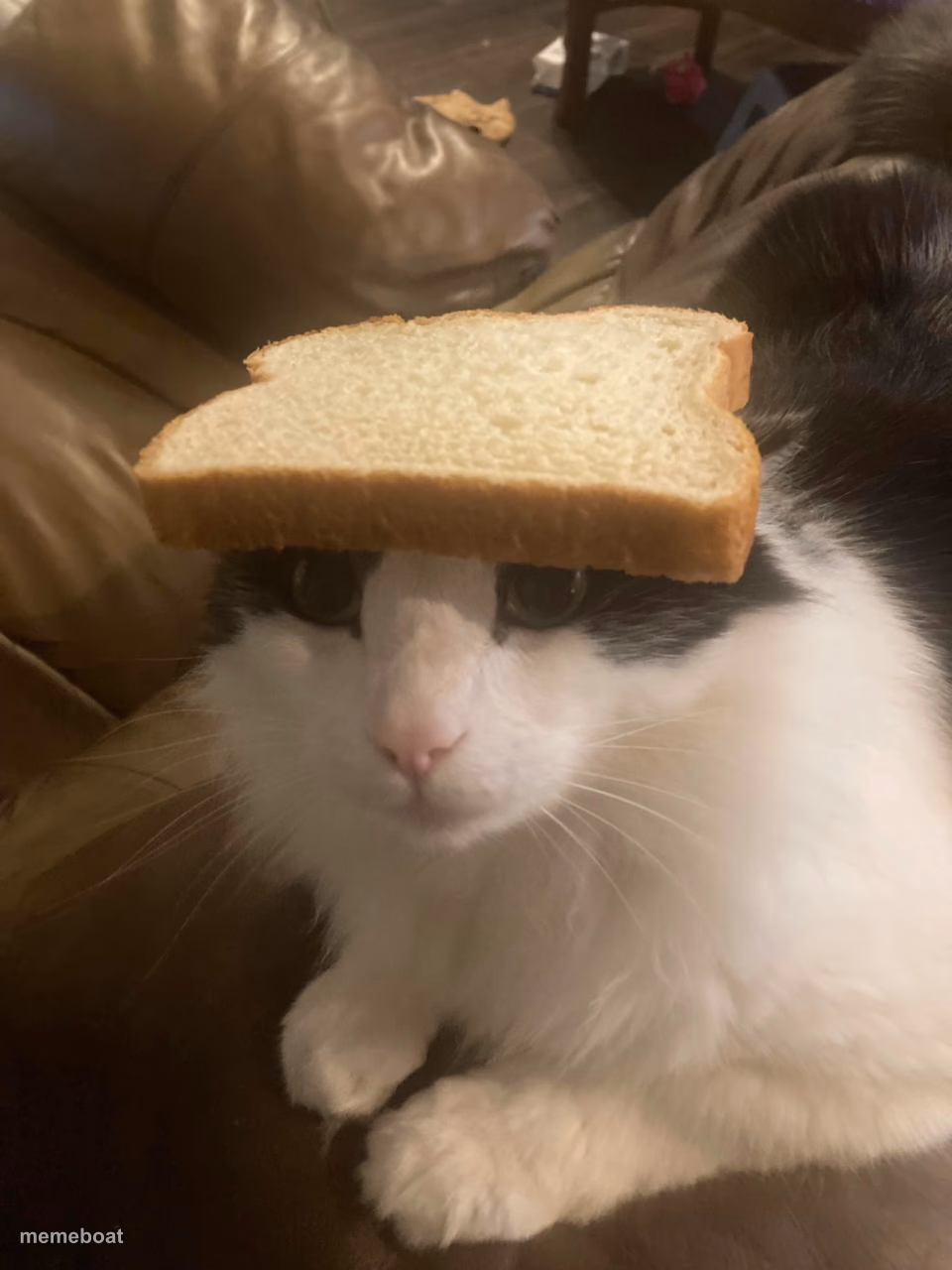 bread cat - meme generator image preview