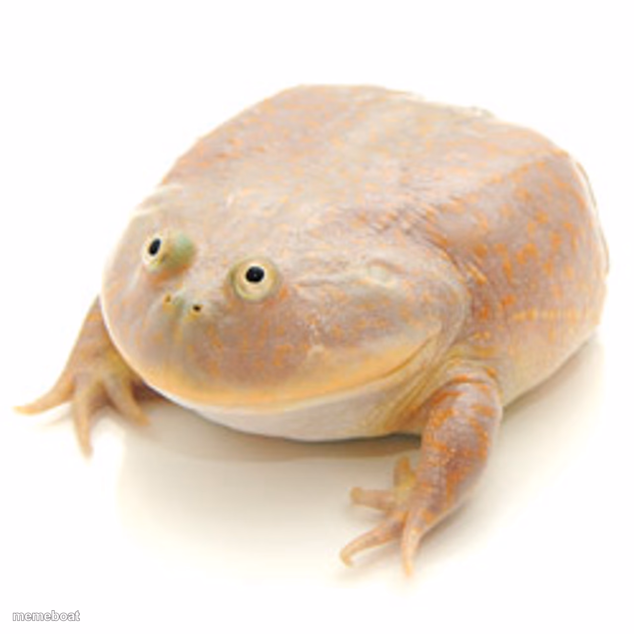 Budgett Frog - meme generator image preview