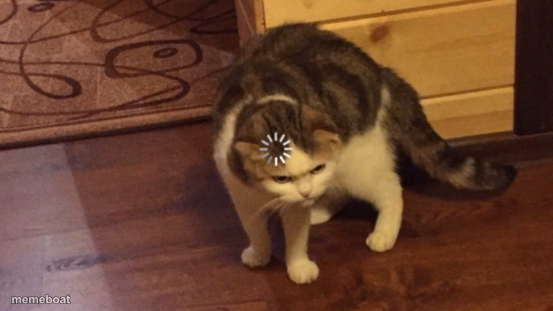 Buffering cat - meme generator image preview