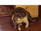 Buffering Cat