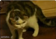 Buffering cat - meme generator image preview