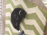Curled Up Tuxedo Cat