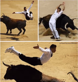 Bull