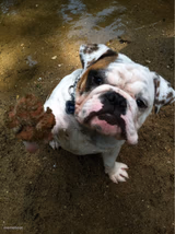 Bulldog