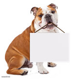 Bulldog holding blank sign