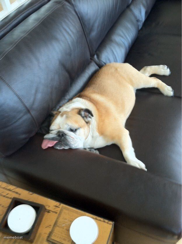 Exhausted Bulldog Flop - meme generator image preview